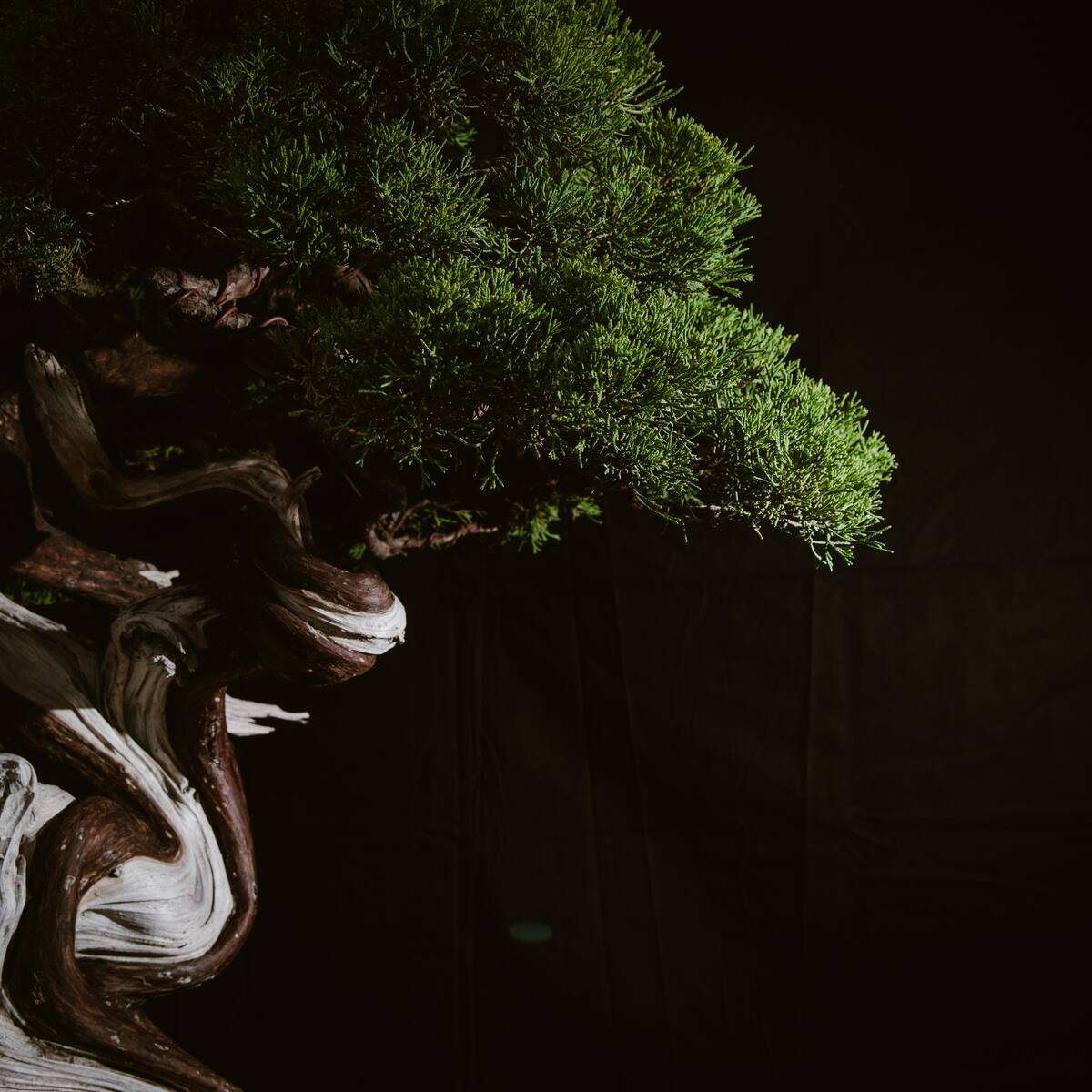 Bonsai als Geldanlage: Klein, aber oho
