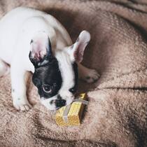Hund-Geschenk.jpg