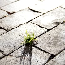 Impact Investing: Soll anders als Philanthropie auch einen Ertrag einbringen.