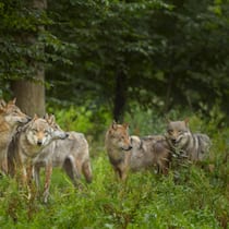 Wolfsrudel