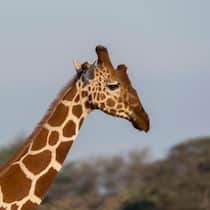 Giraffe