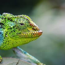 Chamaeleon