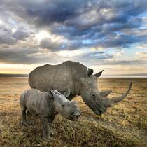 Nashorn