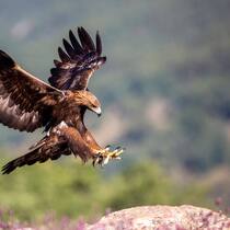 imago images 102596276 Steinadler