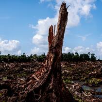 Die Kosten des billigen Snacks: Für eine Palmölplantage gerodetes Waldstück eines früheren Nationalparks auf Borneo (Indonesien).