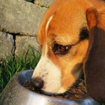 hundefutter.jpg