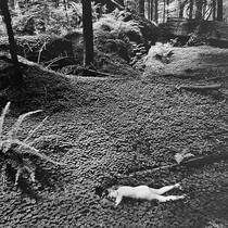 Wynn Bullock, Child in the Forest (1951)
