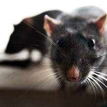 ratte.jpg