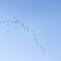 zugvogel.jpg