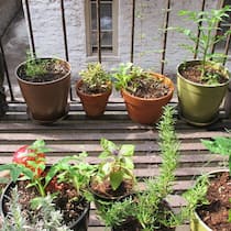Trend: Detailhändler haben ihr Sortiment ans Urban Gardening angepasst. Flickr/CC