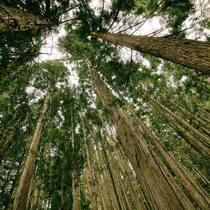 Wald: Wirtschaftlicher Erfolg und Nachhaltigkeit sind kein Gegensatz. Pixabay