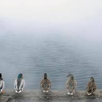 enten-gewohnheit.jpg