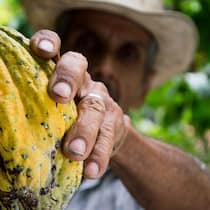 Erntereif: Bei Barry Callebaut wächst der Absatz - noch.  Pexels