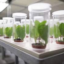 Syngenta: Das Unternehmen sichert die Rendite mit Massenentlassungen.  Keystone