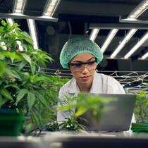Der Markt für Marihuana wächst zwar kräftig, die niedrigen Eintrittshürden drückten aber auf die Preise.