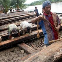 Regelwerke allein werden die Umwelt nicht retten: Illegale Abholzung in der Provinz Aceh Besar in Indonesien.