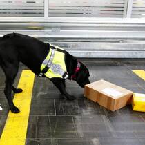 Spürhund_Drogenhund
