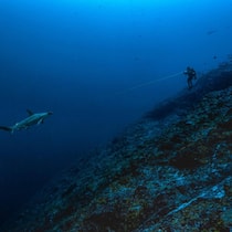 Für Exkursionen in die Unterwasserwelt: Blancpains Fifty Fathoms Tech Gombessa.