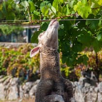Schafe lieben Trauben. Die Rebsorte Pecorino soll wegen der Naschsucht der wolligen Huftiere so heissen.