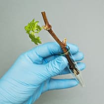 Rebsorten, die weniger empfindlich auf Pilzkrankheiten sind, gibt es schon seit über hundert Jahren. Wegen der Kupferproblematik im Bio-Weinbau gewinnen die «Piwis» immer mehr an Bedeutung.