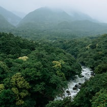 River running through lush green forest in rain, Yakushima Island, Japan