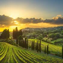 Italien führt zwar das Ranking der weltweiten Weinproduktion an. Doch der Output in den Regionen ist heterogen. In der Toskana schrumpft die Weinproduktion 2025 um 12,5 Prozent gegenüber 2024.