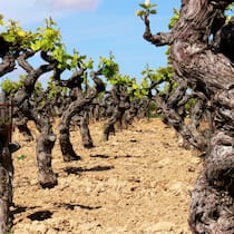 Es kommt auf die Sorte und aufs Alter an: Diese knorrigen Reben in Südfrankreich wurzeln tief und sind genügsam. Sorten wie Grenache kommen gut mit Hitze und Trockenheit zurecht.