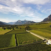 Die Parzelle Schöpfi in Malans ist eine von fünf Pinot-noir-Lagen, die Fromm separat abfüllt.