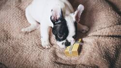 Hund-Geschenk.jpg