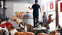 «Bring Your Dog Day» bei Zynga: Der Firmenname geht direkt zurück auf «Zinga», die verstorbene  Bulldogge des Firmengründers.