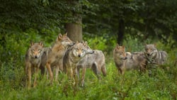 Wolfsrudel
