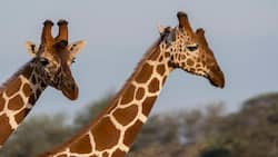 Giraffe