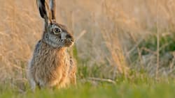Hase