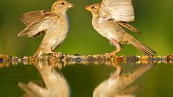 Haussperling Spatz Vogel