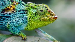 Chamaeleon