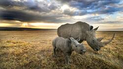 Nashorn
