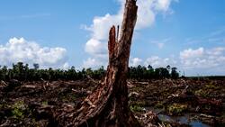 Die Kosten des billigen Snacks: Für eine Palmölplantage gerodetes Waldstück eines früheren Nationalparks auf Borneo (Indonesien).