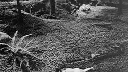 Wynn Bullock, Child in the Forest (1951)