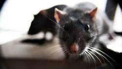 ratte.jpg