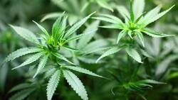 cannabis.jpg