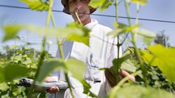 Syngenta: Das Chemieunternehmen ist ein Übernahmekandidat. Keystone