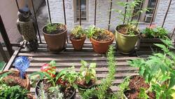 Trend: Detailhändler haben ihr Sortiment ans Urban Gardening angepasst. Flickr/CC