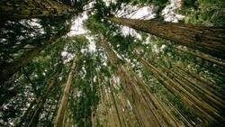 Wald: Wirtschaftlicher Erfolg und Nachhaltigkeit sind kein Gegensatz. Pixabay
