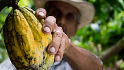 Erntereif: Bei Barry Callebaut wächst der Absatz - noch.  Pexels