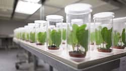Syngenta: Das Unternehmen sichert die Rendite mit Massenentlassungen.  Keystone