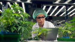 Der Markt für Marihuana wächst zwar kräftig, die niedrigen Eintrittshürden drückten aber auf die Preise.