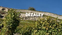 Der Schriftzug wie in Hollywood, die Rebterrassen halsbrecherisch steil: Das Dézaley gehört zu den Spitzenregionen des Schweizer Weinbaus und ist das ideale Terroir für hervorragenden Chasselas.