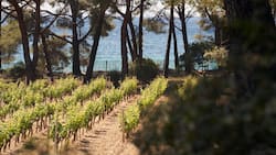 Domaines Ott Clos Mireille