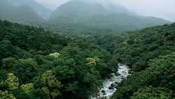 River running through lush green forest in rain, Yakushima Island, Japan