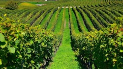 Der Gamaret wurde in der Waadt «geboren» bzw. aus Gamay und Reichensteiner gekreuzt. Die grösste Fläche nimmt er mit 146 Hektar in seinem Heimatkanton ein (im Bild die Waadtländer Côte).